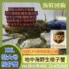(单独发货包邮UPS欧盟16国）XXL超级特大号4Kg！鲜活梭子蟹（2-4只 / 公斤） suozixie