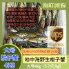 (单独发货包邮UPS欧盟16国）大号4Kg！鲜活梭子蟹（5-7只 / 公斤） suozixie