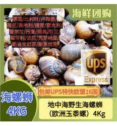 (空运发货包邮UPS欧盟16国） 地中海野生小香螺/海螺蛳 4KG Hailuo