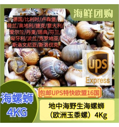 (单独发货包邮UPS欧盟16国） 地中海小香螺/海螺蛳 4KG Hailuo