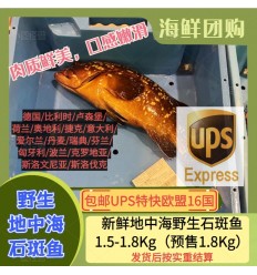 (空运发货包邮UPS欧盟16国）预定品！新鲜地中海野生石斑鱼 1.5-1.8Kg MEROU MORENO