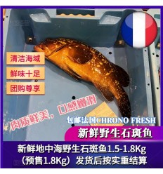 (冷链发货包邮法国FR）预定品！新鲜地中海野生石斑鱼 1.5-1.8Kg MEROU MORENO