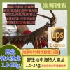 (空运发货包邮UPS欧盟16国）预定品！地中海本地野生龙虾 / 大澳龙 1.5-2Kg/只 LANGOSTA