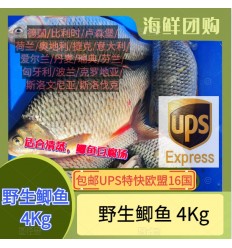 (空运发货包邮UPS欧盟16国）野生鲫鱼 4KG carpin