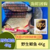 (空运发货包邮UPS欧盟16国）野生鲫鱼 4KG carpin