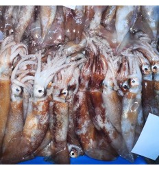 (冷链发货西葡法) 新鲜地中海野生整只红鱿鱼 约1Kg Tube d’Encornet