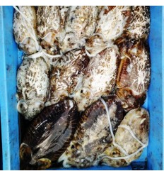 (冷链发货西葡法）新鲜地中海野生墨鱼/花枝 约1-1.2Kg Sepia