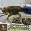 (空运发货包邮UPS欧盟16国）中箱XXL特大号3Kg！鲜活梭子蟹（5-7只 / 公斤） suozixie