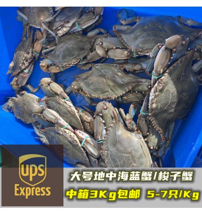 (空运发货包邮UPS欧盟16国）中箱大号3Kg！鲜活梭子蟹（5-7只 / 公斤） suozixie