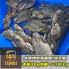 (空运发货包邮UPS欧盟16国）中箱大号3Kg！鲜活梭子蟹（5-7只 / 公斤） suozixie