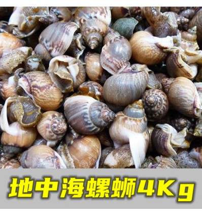 (冷链发货包邮西葡）野生地中海小香螺/海螺蛳 4KG Hailuo