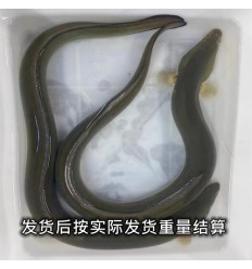 (冷链发货西葡法） 鲜活 大号河鳗/淡水鳗鱼/鳗鲡/白鳝1条（300-400g） heman