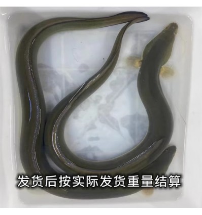 (冷链发货西葡法） 鲜活野生大号河鳗/淡水鳗鱼/鳗鲡/白鳝 1 - 1.2Kg heman