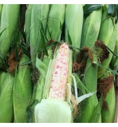 新鲜糯玉米 Waxy corn 1个约400-500g