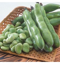 新鲜带荚蚕豆 Long Beans 约1Kg