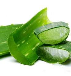 美容神器！西班牙新鲜芦荟 Aloe vera 500-700g 一片