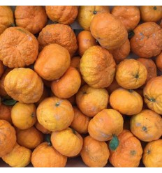 当季新上！大包装！本地 丑橘（超好口感）约1kg tangerine