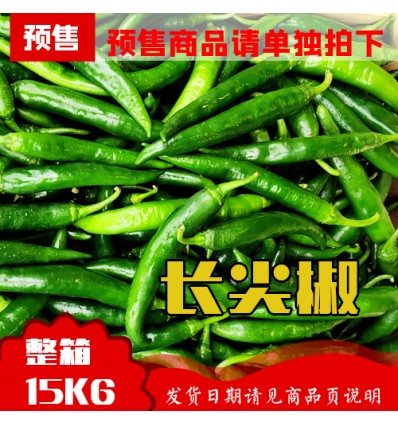 长青辣椒（中辣）Green Chili 一箱3Kg