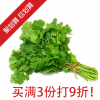 (满3扎8折) 香菜 / 芫荽 Chinese coriander 1扎