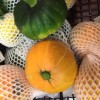 菜园嫩南瓜 Bayby Pumpkin 0.4~0.7kg