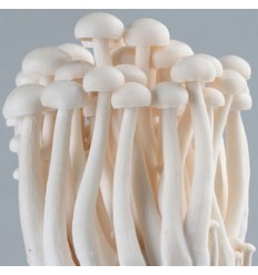 海鲜菇 Seafood Mushroom 约150g