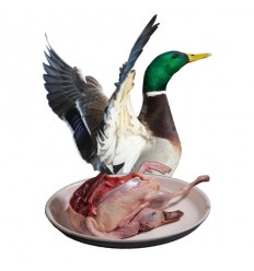 （U类只发特快和自配送）散养青头鸭 / 绿头鸭 1只 约1Kg pato cuello verde