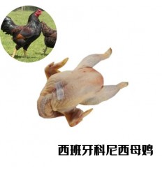 （U类只发特快和自配送）鲜冻西班牙放养母鸡（半只）约1.7Kg Gallina