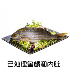 (U类只发特快和自配送）鲜冻野生叉牙鲷鱼 2条（已去麟去内脏）600-700g chayadiao