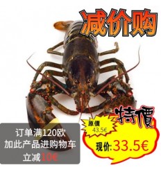 (仅限配送和自提）鲜活加拿大龙虾 400-700g/只 longxia