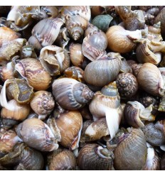 (U类仅发特快及自配送）地中海小香螺/海螺蛳 （野生海螺腥味较重）约500g Hailuo