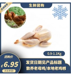 （U类只发特快和自配送）鲜冻散养母鸡（1只）约1.7Kg Gallina