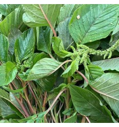 适合汤用！有机野苋菜 约500-600g Wild Amaranth