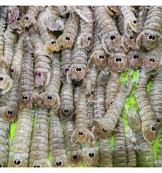 (仅发UPS及自配送）鲜活皮皮虾 约1Kg pipixia