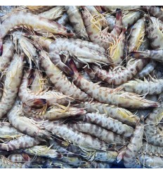 本地渔港新鲜九节虾（非冰冻） 1Kg Fresh shrimps