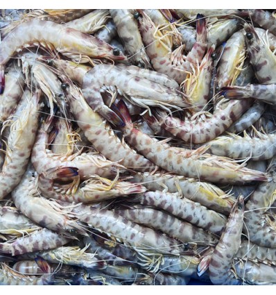 本地渔港冰鲜九节虾 1Kg Fresh shrimps