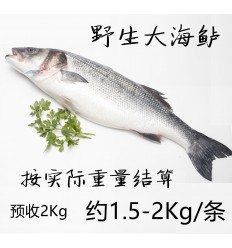 预定品！地中海野生大海鲈鱼1条 1.5-2Kg 预售2Kg lubina salvaje