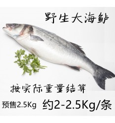 预定品！地中海野生大海鲈鱼1条 2-2.5Kg 预售2.5Kg hailuyu