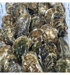 (仅限配送和自提）法国鲜生蚝 1打12个 oysters
