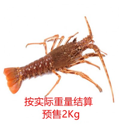(预定品) 地中海本地野生龙虾 / 澳龙 1.5-2Kg/只（100欧/Kg） LANGOSTA