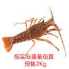 (预定品) 地中海本地野生龙虾 / 大澳龙 1.5-2Kg/只（100欧/Kg） LANGOSTA