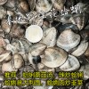 本地新鲜野生大号 花蛤蜊 / 日本蛤蜊 1kg Almeja Japónica