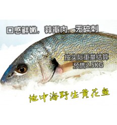预定品！地中海野生大海鲈鱼1条 2-2.5Kg 预售2.5Kg lubina salvaje