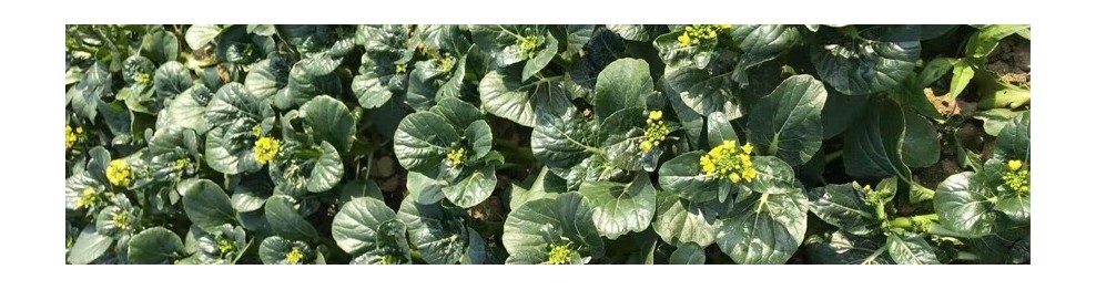 菜园特产蔬果及农产品